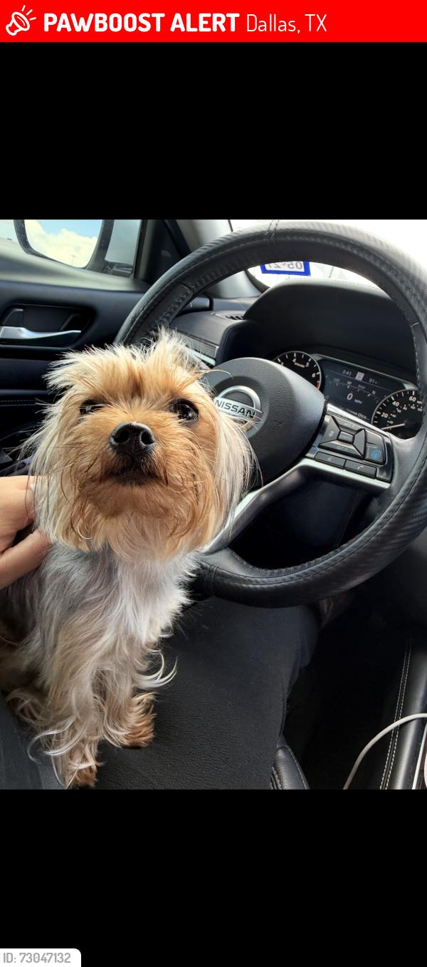 Lost Male Dog last seen Black walnut dr, catalpa dr, Dallas, TX 75243