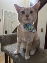 Lost Male Cat last seen Highland and weaver cross streets, Cedar Hill, TX 75104