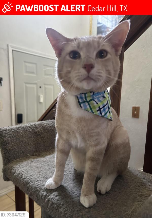 Lost Male Cat last seen Highland and weaver cross streets, Cedar Hill, TX 75104