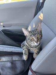 Lost Male Cat last seen Lake Willow Way community, Willowbrook, IL 60527