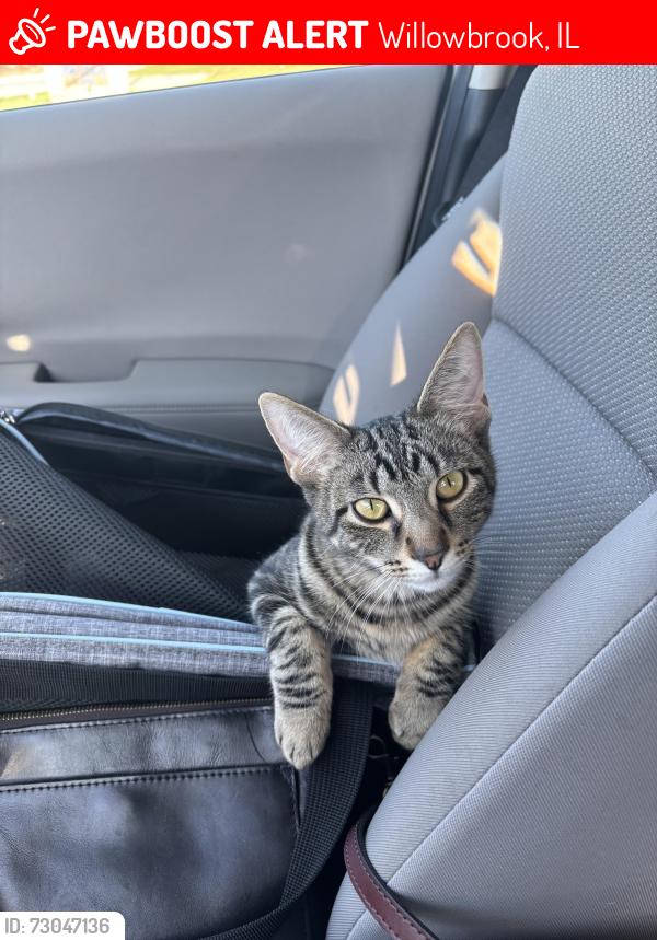 Lost Male Cat last seen Lake Willow Way community, Willowbrook, IL 60527