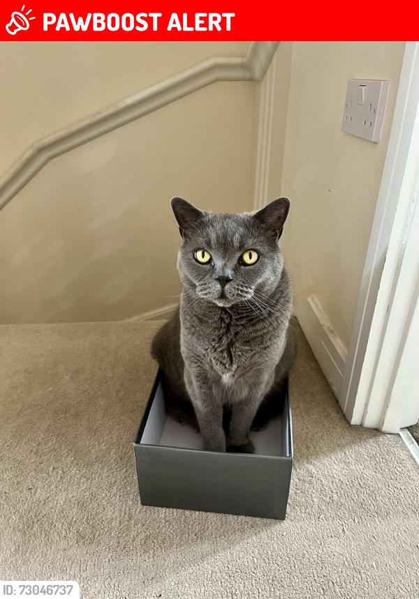 Lost Male Cat last seen Dragoon road , West Midlands, England CV3 1PD