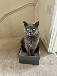 Lost Male Cat last seen Dragoon road , West Midlands, England CV3 1PD