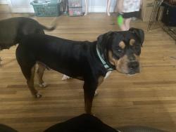 Reunited Male Dog last seen Myrtle Ave, spring street union st area, Concord, NC 28025
