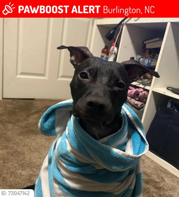Lost Female Dog last seen Clapp Mill Road, Burlington, NC 27215