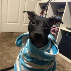 Lost Female Dog last seen Clapp Mill Road, Burlington, NC 27215