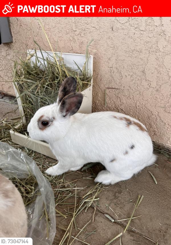 Lost Male Rabbit last seen Near E Paseo Tampico Anaheim CA, Anaheim, CA 92808