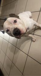 Lost Male Dog last seen 47th ave and Osborn , Queens, NY 11377