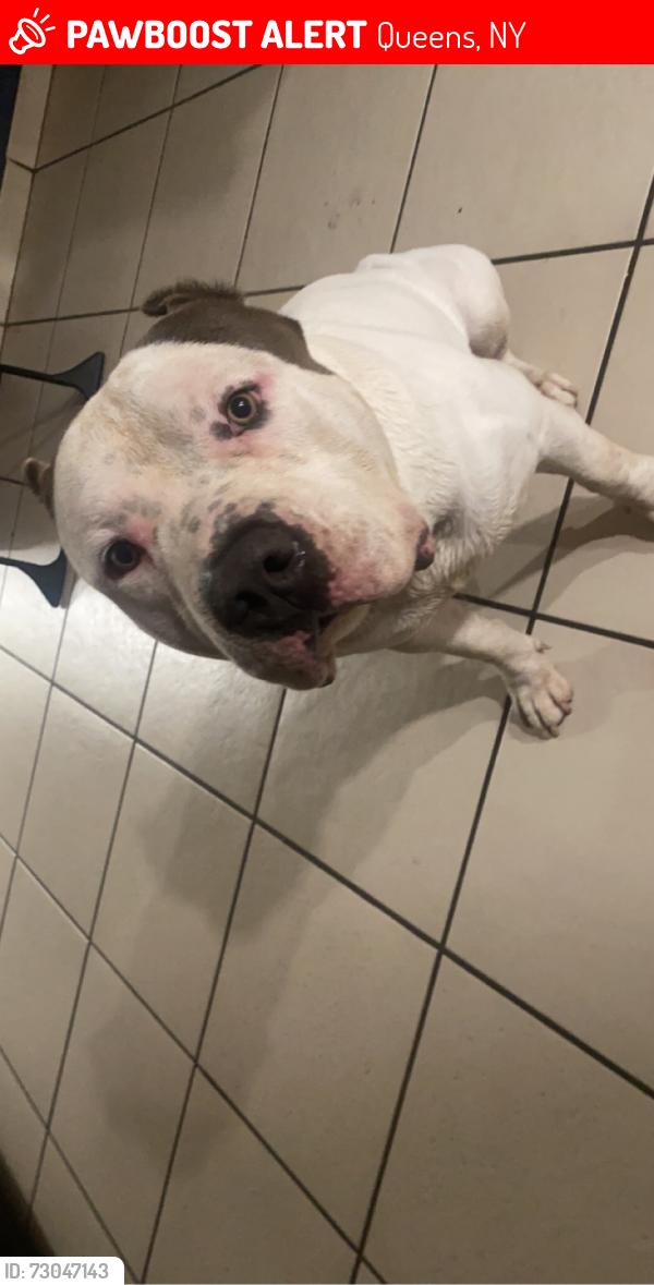 Lost Male Dog last seen 47th ave and Osborn , Queens, NY 11377
