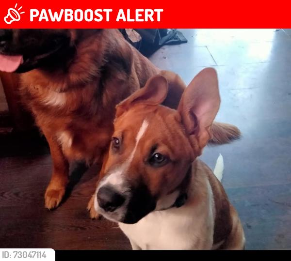 Lost Male Dog last seen Hulton road / Woodside lane, Allegheny County, PA 15147