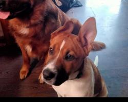 Lost Male Dog last seen Hulton road / Woodside lane, Allegheny County, PA 15147