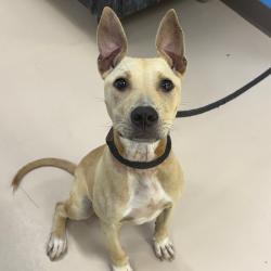 Shelter Stray Female Dog last seen , 901 N Haverty St, Pine Bluff, AR 71601, USA