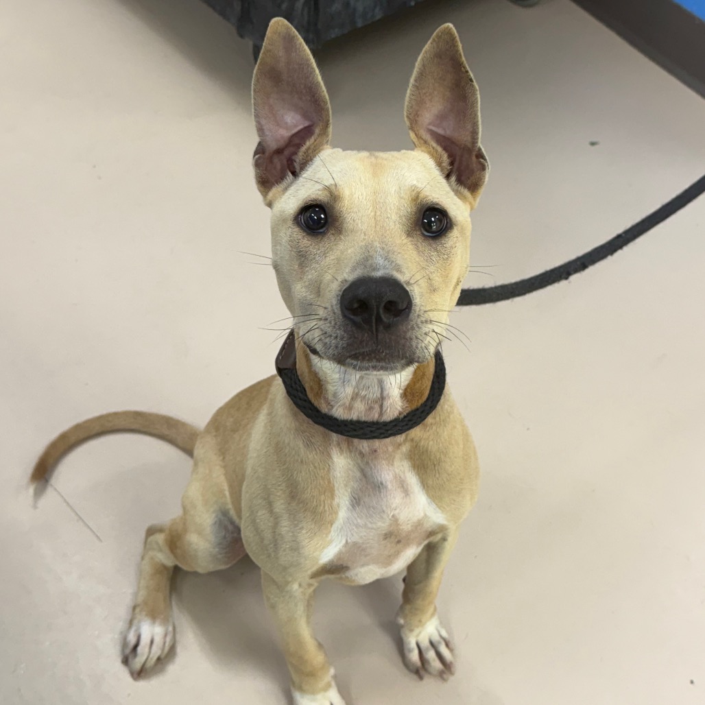 Shelter Stray Female Dog last seen , 901 N Haverty St, Pine Bluff, AR 71601, USA