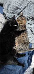 Reunited Male Cat last seen 84th st and Pacific Ave, Tacoma, WA 98444