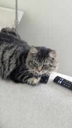 Lost Male Cat last seen Oakhill Road , Greater London, England SW15 2QL