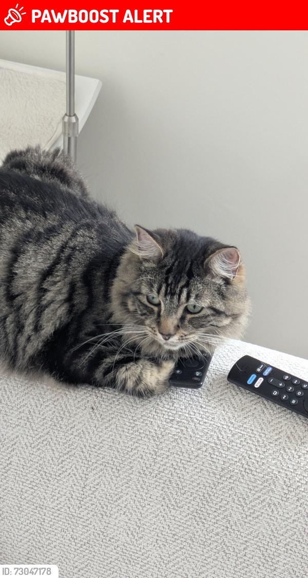 Lost Male Cat last seen Oakhill Road , Greater London, England SW15 2QL