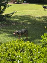 Found/Stray Unknown Dog last seen Near dogs seen in Vicksburg, Rosewood, and Tull’s Cove off Corey Rd, Greenville, NC 28590