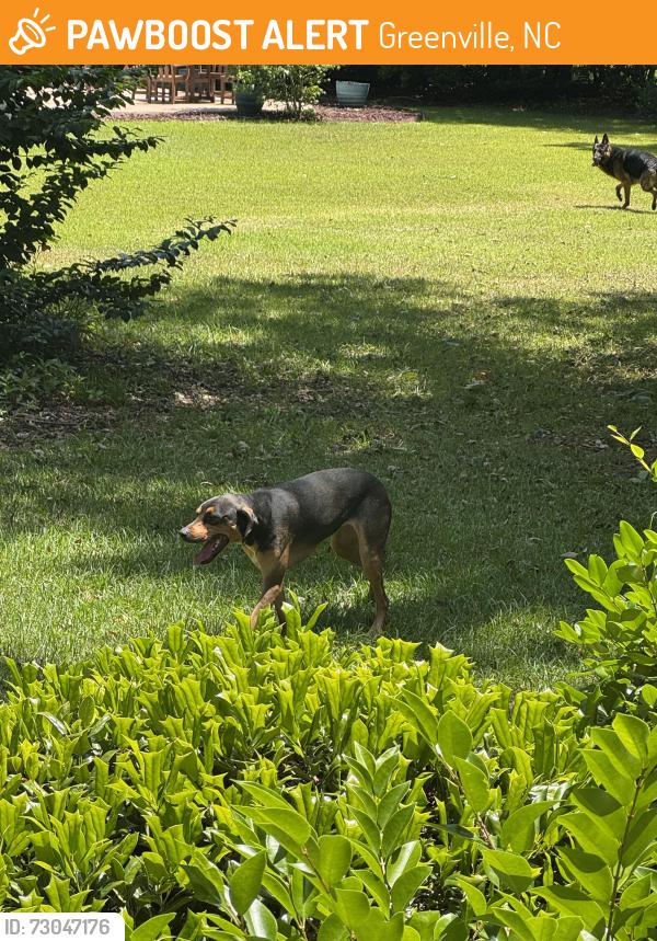 Found/Stray Unknown Dog last seen Near dogs seen in Vicksburg, Rosewood, and Tull’s Cove off Corey Rd, Greenville, NC 28590