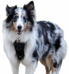 Lost Female Dog last seen Steele Canyon and Par 4 road, Spring Valley, CA 91978