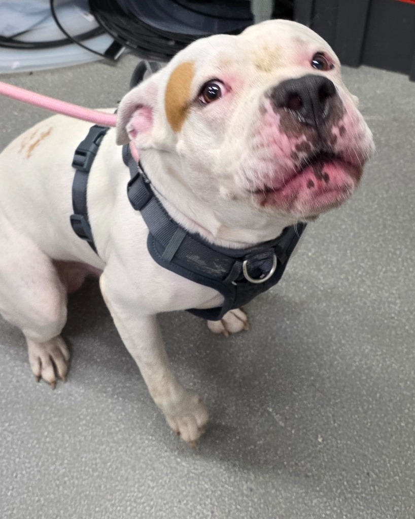 Shelter Stray Male Dog last seen , 5302 Stone St, Chattanooga, TN 37412, USA