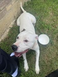 Found/Stray Male Dog last seen Right off n Crowley Cleburne road and garden springs , Fort Worth, TX 76123