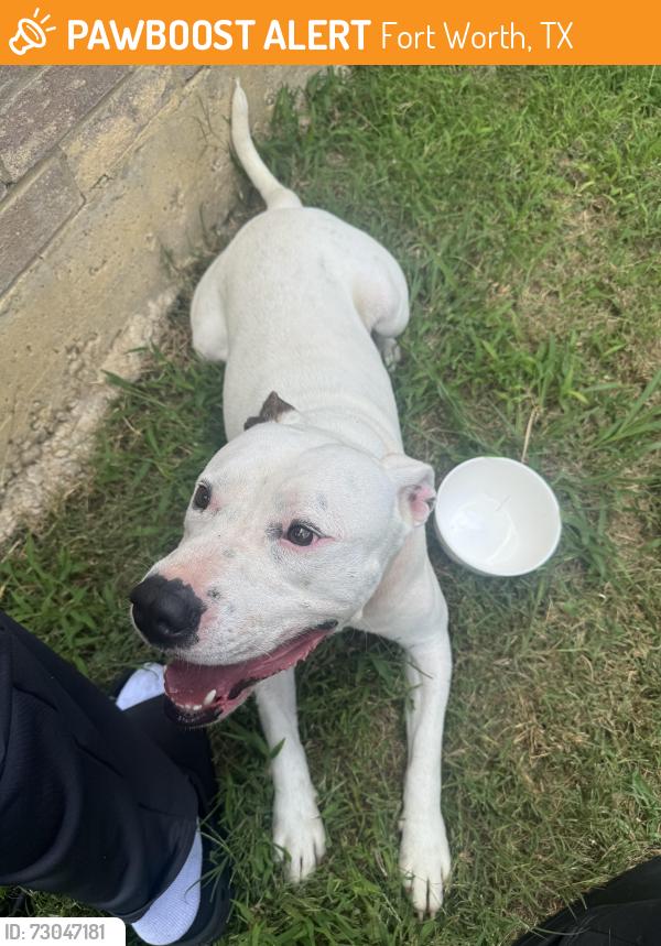 Found/Stray Male Dog last seen Right off n Crowley Cleburne road and garden springs , Fort Worth, TX 76123