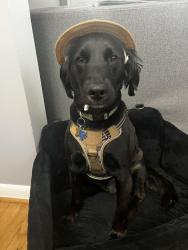 Reunited Male Dog last seen Near Ogden St Baltimore MD 21224, Baltimore, MD 21224