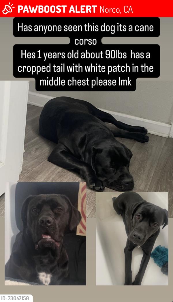 Lost Male Dog last seen Hamner Ave and 1st street by the Target and LA Fitness, Norco, CA 92860