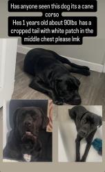 Lost Male Dog last seen Hamner Ave and 1st street by the Target and LA Fitness, Norco, CA 92860