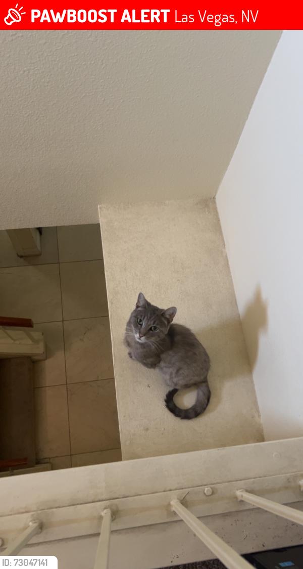 Lost Female Cat last seen Near Crimson Ridge Dr., Las Vegas, NV 89130