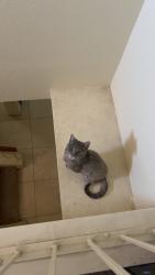Lost Female Cat last seen Near Crimson Ridge Dr., Las Vegas, NV 89130