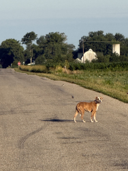 Found/Stray Female Dog last seen Near S/ 17 SOUTH, SOUTH OF KEWANNA, Kewanna, IN 46939