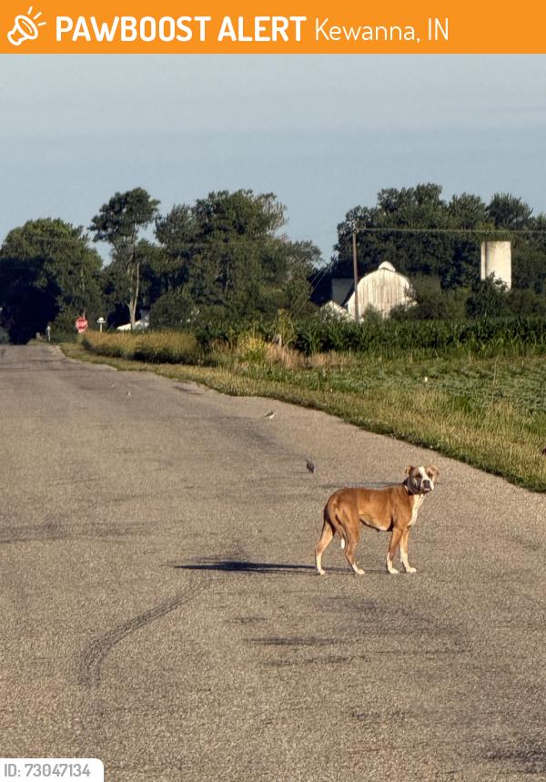 Found/Stray Female Dog last seen Near S/ 17 SOUTH, SOUTH OF KEWANNA, Kewanna, IN 46939