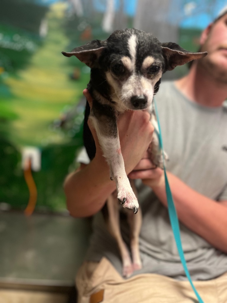 Shelter Stray Female Dog last seen Bexar County, 3353 Morningside Dr, New Braunfels, TX 78132, USA