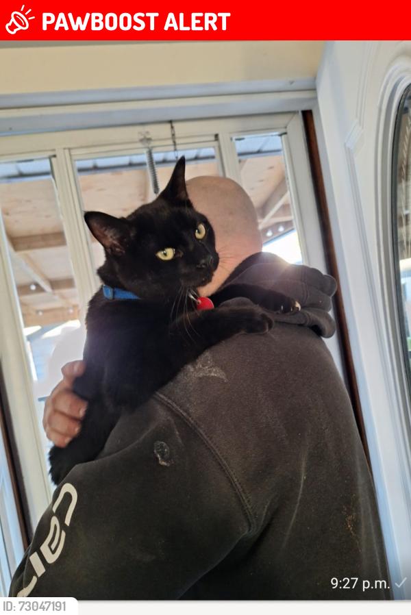 Lost Male Cat last seen Near sandpiper dr , Sherwood Park, AB T8A 0B7