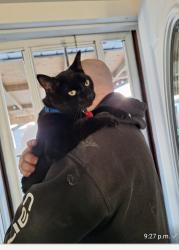 Lost Male Cat last seen Near sandpiper dr , Sherwood Park, AB T8A 0B7