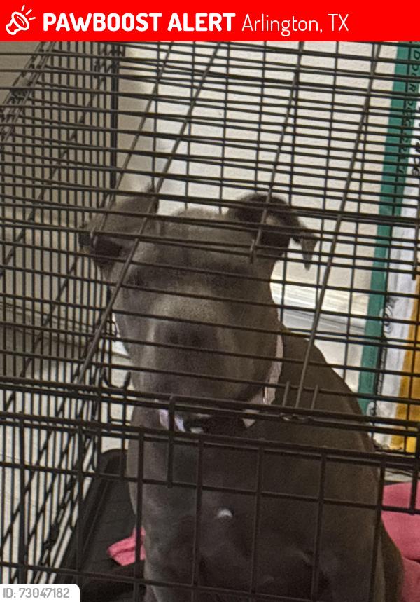 Lost Female Dog last seen Greenspring, Arlington, TX 76016