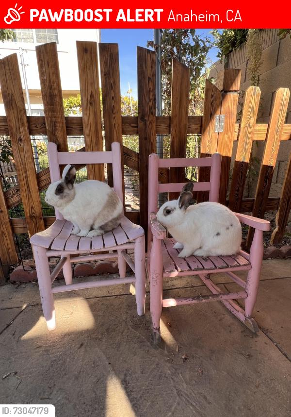 Lost Male Rabbit last seen Near E Paseo Tampico Anaheim CA, Anaheim, CA 92808