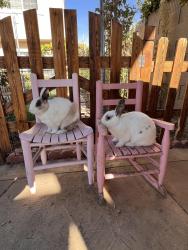 Lost Male Rabbit last seen Near E Paseo Tampico Anaheim CA, Anaheim, CA 92808
