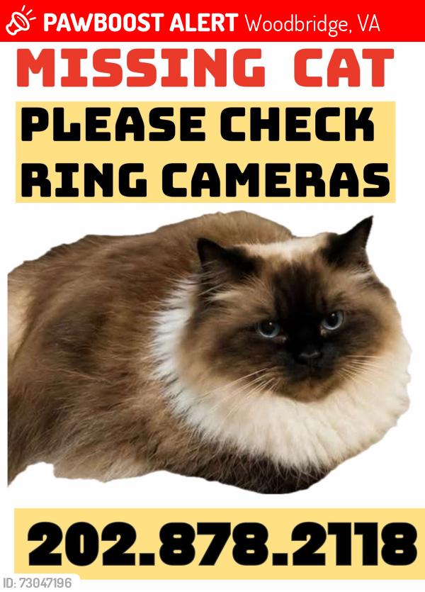 Lost Female Cat last seen Brooke Farm Court, Woodbridge, VA 22191