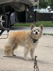 Found/Stray Male Dog last seen E Arkansas Ln and Jo Lyn Ln, Arlington, TX 76014