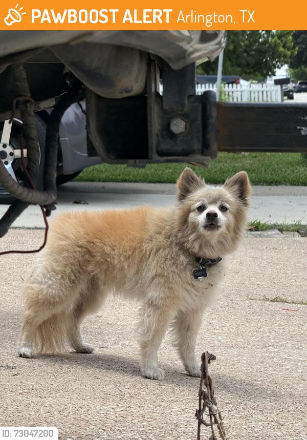 Found/Stray Male Dog last seen E Arkansas Ln and Jo Lyn Ln, Arlington, TX 76014