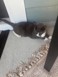 Found/Stray Unknown Cat last seen Tryon subdivision, Wake Forest, NC 27587
