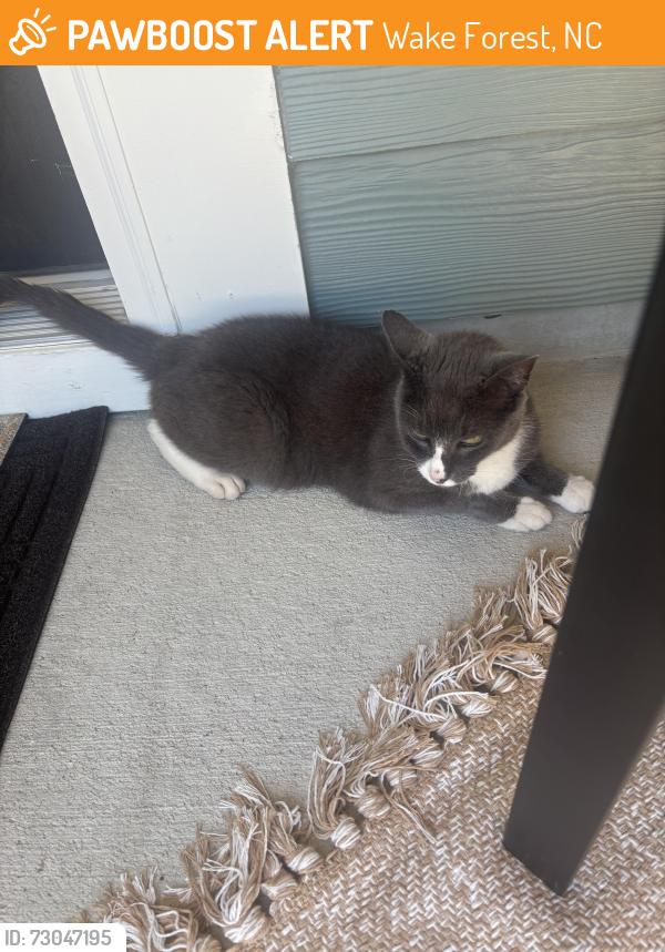 Found/Stray Unknown Cat last seen Tryon subdivision, Wake Forest, NC 27587