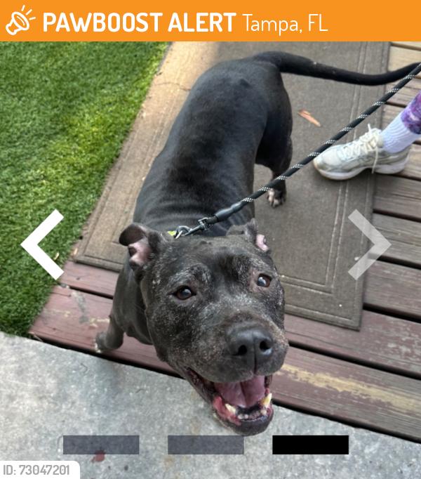 Found/Stray Female Dog last seen Near N Fremont, Tampa, FL 33606