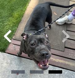 Found/Stray Female Dog last seen Near N Fremont, Tampa, FL 33606
