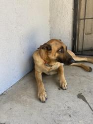 Reunited Male Dog last seen H st and 27, San Bernardino, CA 92405