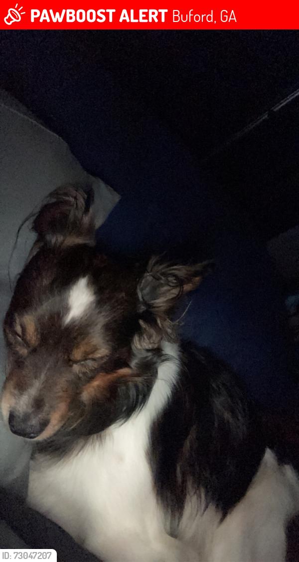 Lost Male Dog last seen bluffton rd &whitebluff way, Buford, GA 30519