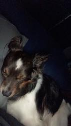 Lost Male Dog last seen bluffton rd &whitebluff way, Buford, GA 30519