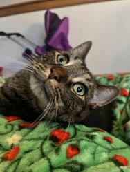 Reunited Male Cat last seen W holts east rd. Genoa, OH, Genoa, OH 43430